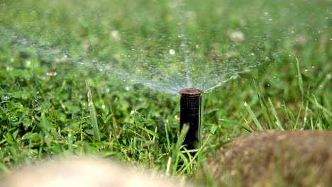 loop shot of a sprinkler wathering the grass