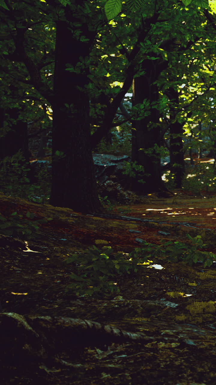 Sentiero attraverso una foresta di giorno con la luce del sole che filtra tra gli alberi.