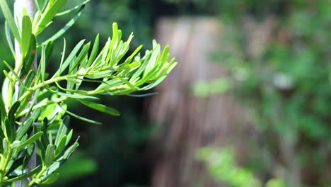 close-up of podocarpus costalis branch in garden