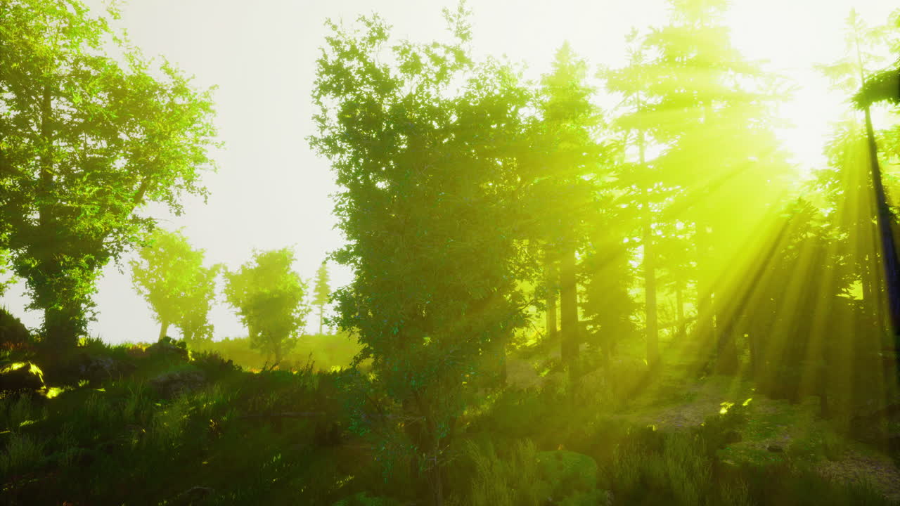 빛은 황금 시간 동안 조용한 숲의 나무를 통해 필터링