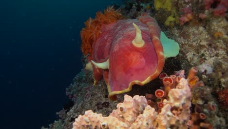 Close-up-shot-of-a-large-Spanish-dancer-on-a-tropical-coral-reef-with-blue-ocean-as-backdrop