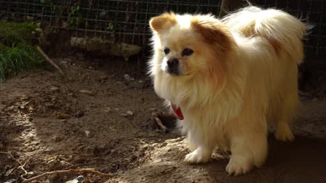 Tibetan-spaniel-dog-barks-and-stays-alert-on-backyard-of-private-property