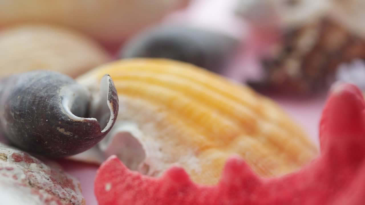 Collection of Seashells