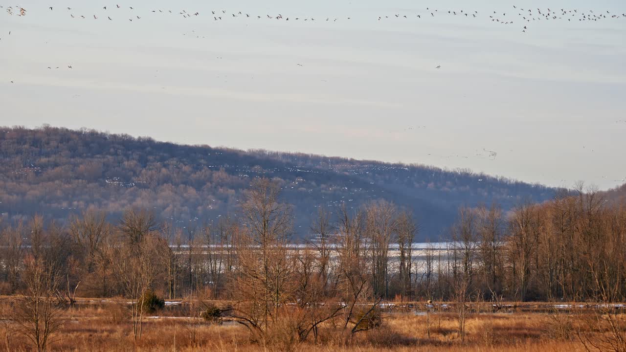 Flocks of Snow Geese Migrating North in Spring Stop for a Rest and Feed Before Continuing North in Organized Groups