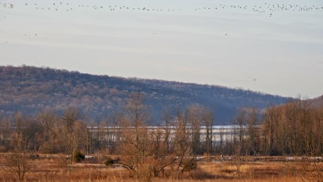 flocks of snow geese migrating north in spring stop for a rest and feed before continuing north in organized groups