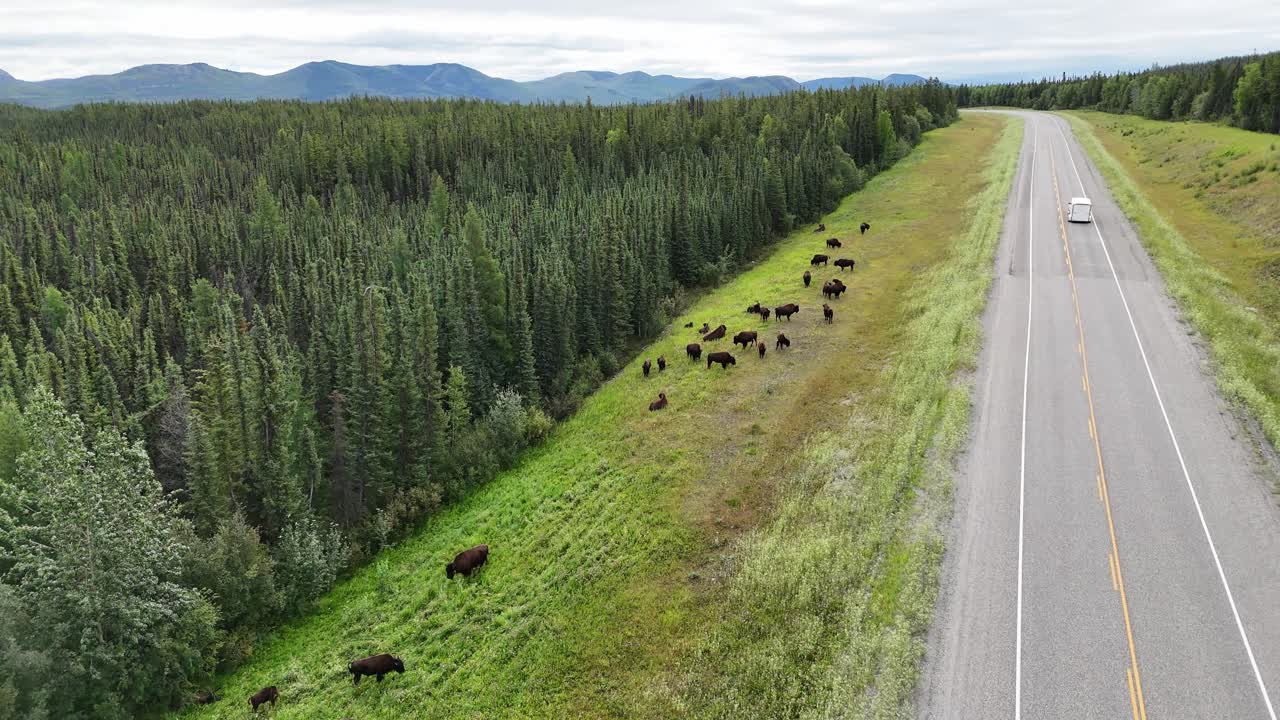 An elevated view shows a herd of bison grazing on a vibrant green hillside adjacent to a highway, with a single car visible in the distance, highlighting coexistence in Canada