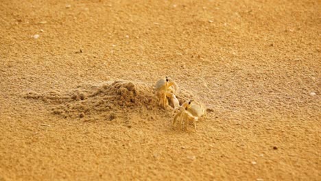 two sand crabs coming out of the same hole