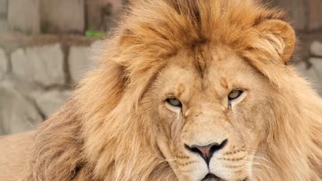 amazing epic lion look into the camera close up, angry lion face. 4k video