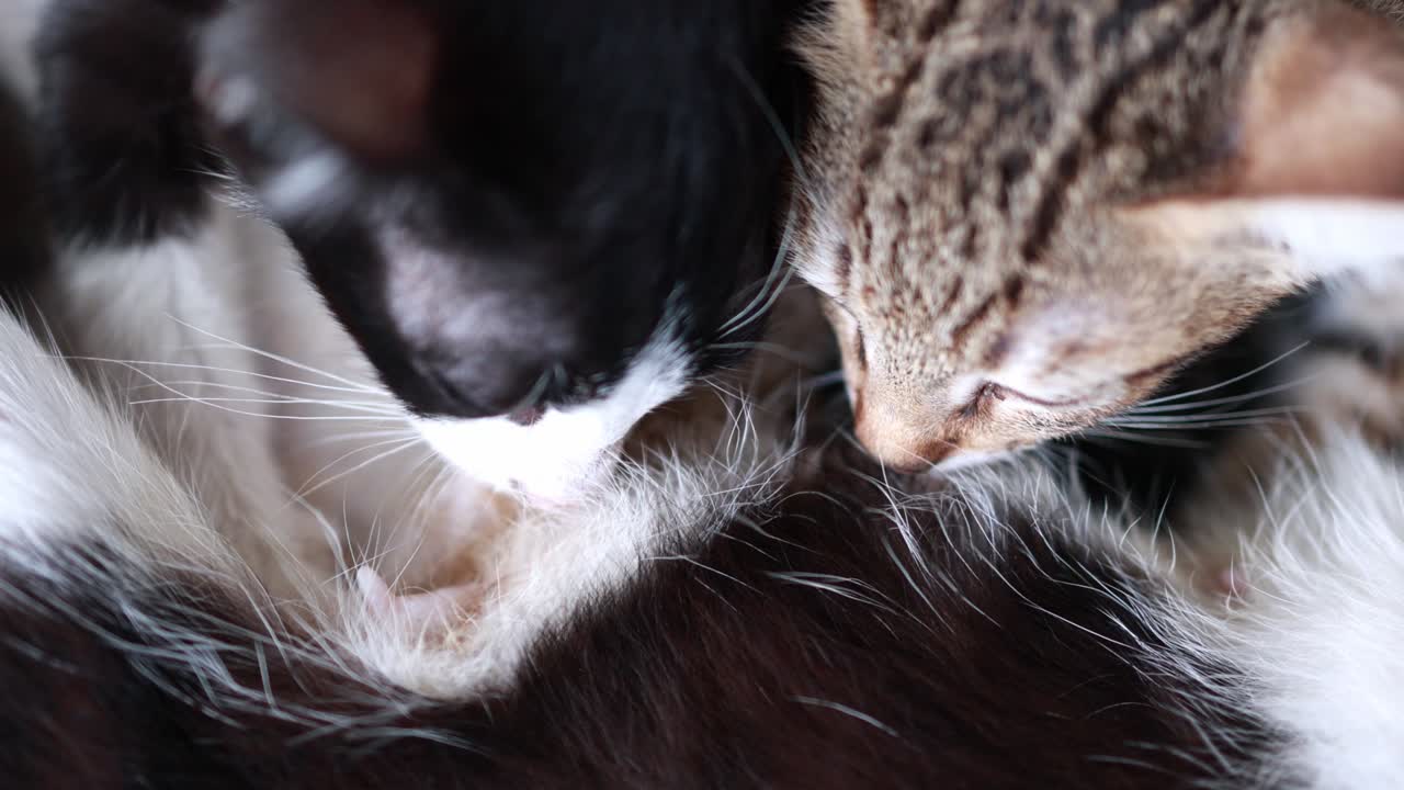 piccolo gattino carino allattato dalla mamma gatto