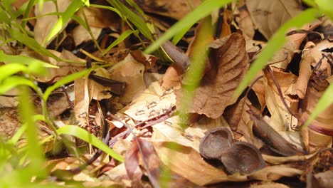 a massive procession of army ants covers the rainforest floor, dominating the jungle in peru’s amazon.