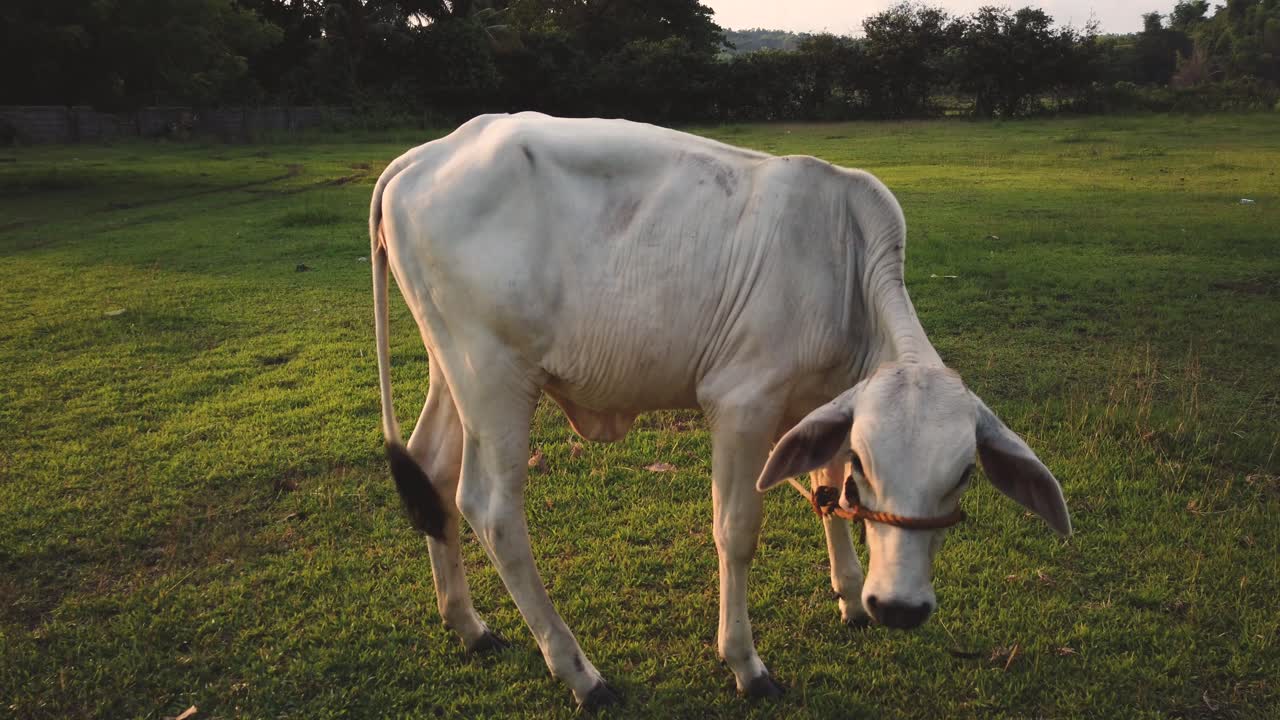 vaca comiendo hierba en una granja al aire libre durante la puesta de sol