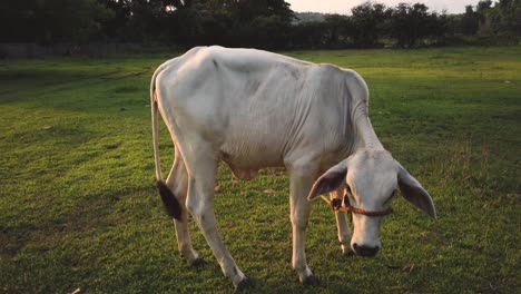 cow eating grass in outdoor farm during sunset