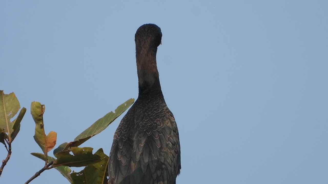 cormorant relaxing on tree - eyes 
