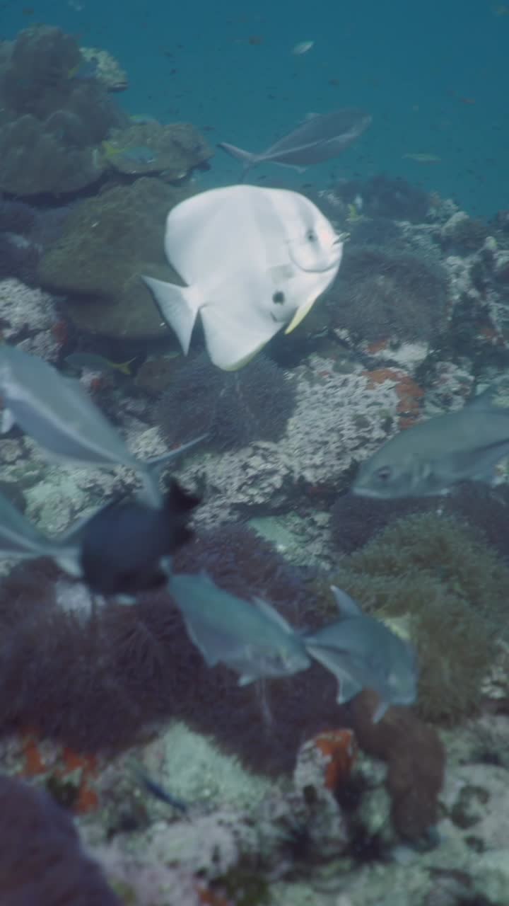 Underwater scene with fish and coral