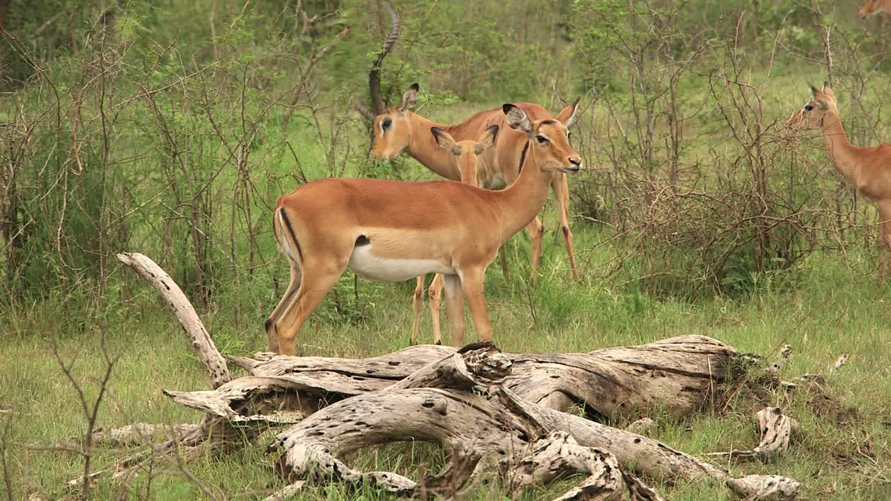 cuernos de rascado de impala