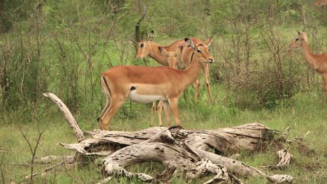 Impala-scratching-horns