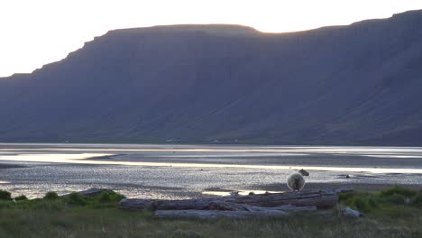 tiro atractivo de una oveja de pie silhoutted contra los fiordos del oeste de islandia