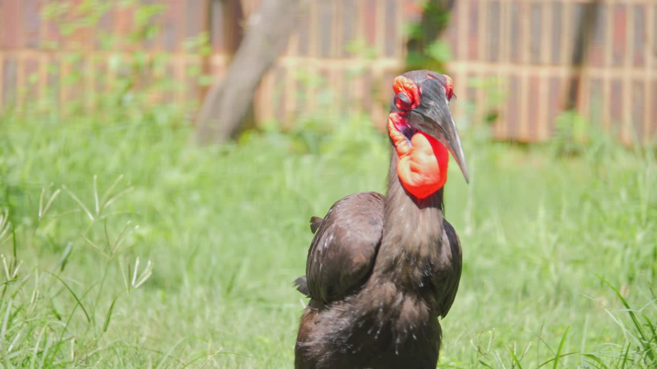 Southern Ground Hornbill walking on grass in sunlight