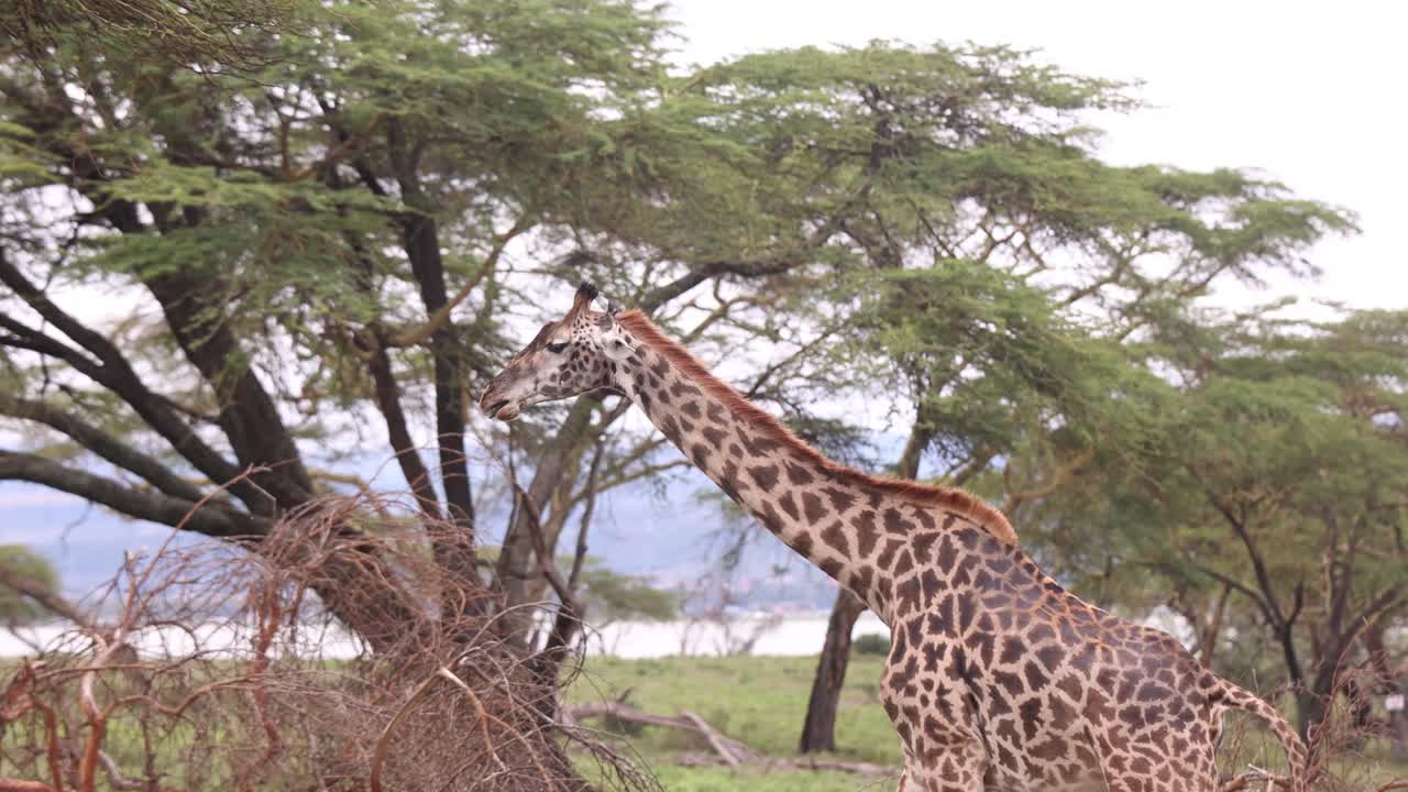 Giraffe grazing under trees in a lush Crescent Island safari landscape in Kenya during daytime