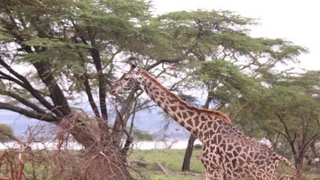giraffe grazing under trees in a lush crescent island safari landscape in kenya during daytime