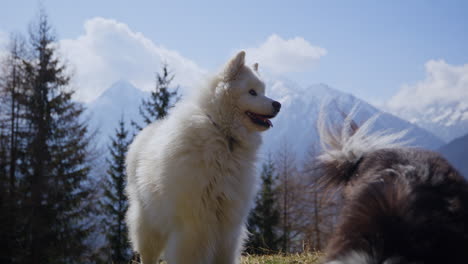 samoyed and shetland sheepdog playing joyfully on a mountain field, surrounded by stunning alpine views and clear skies