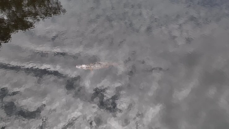 Drone flys over 7ft Alligator in large lake in North Carolina