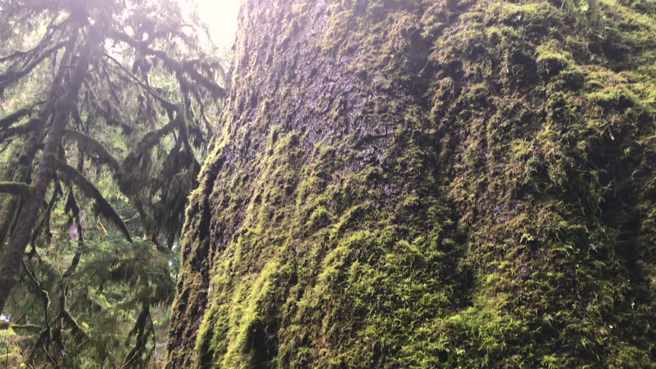 arboleda de secuoyas de california, un área que se llama avenida de los gigantes