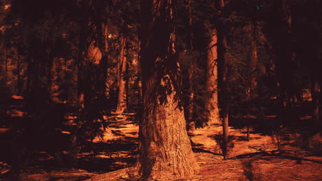 red-toned forest path