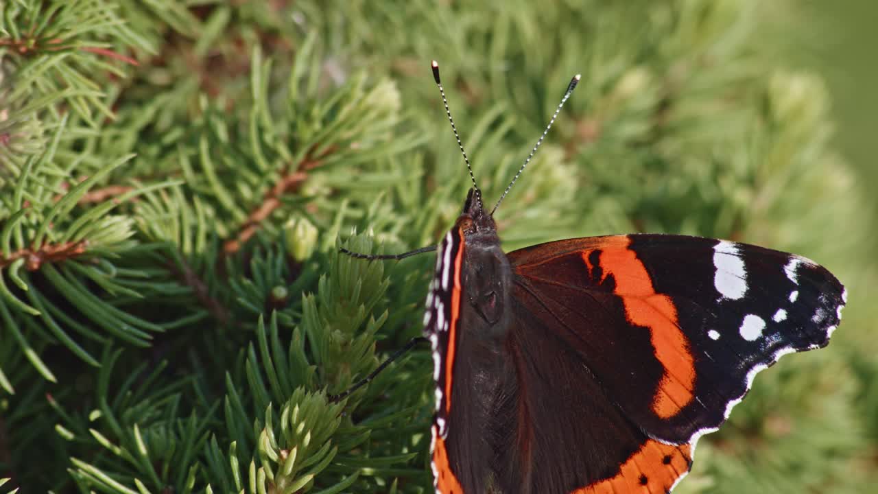 almirante rojo posado en agujas de pino. primer plano, macro