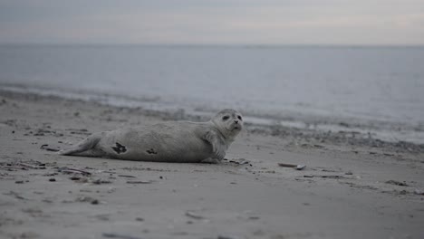 este clip captura una foca descansando en la playa de blavand en dinamarca, con el tranquilo mar del norte extendiéndose detrás de ella