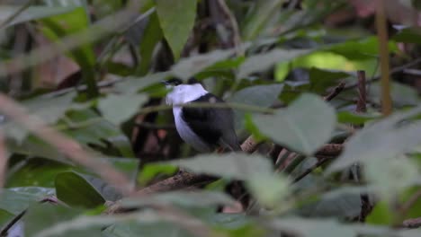 coffee axis region, colombia - april 2, 2024: cute white-ruffed manakin (corapipo altera, passerine bird) perching behind branches, cautious as it scans the forest for potential dangers.