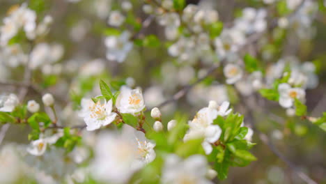 close-up of branches covered with flowering colors