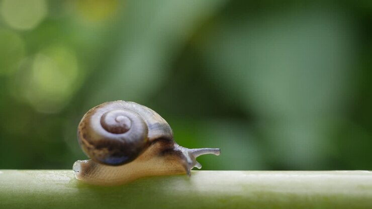 Snail on a plant stem