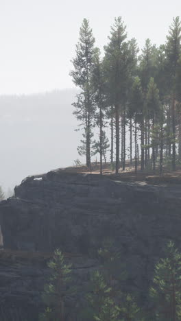 misty forest on a clifftop