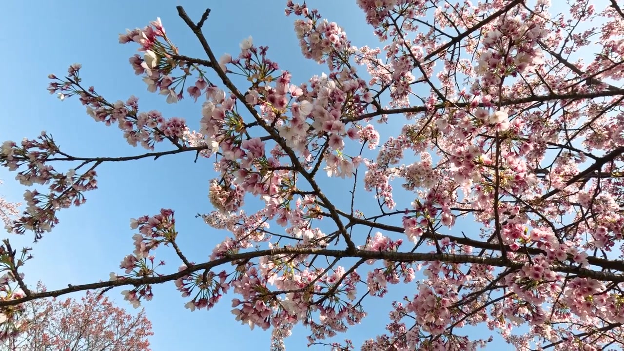 Inquadratura dal basso di rami di sakura che ondeggiano dolcemente contro un cielo primaverile limpido e azzurro