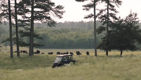 ATV-Geländewagen-Fährt-über-Die-Ranch,-Im-Hintergrund-Rollen-Rinder-Und-Kühe-Durch-Hohes-Gras-Auf-Dem-Feld