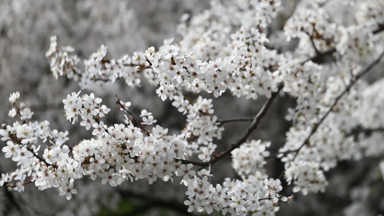 flores blancas en las ramas de los árboles en cámara lenta
