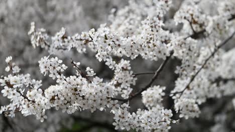 Flores-Blancas-En-Las-Ramas-De-Los-árboles-En-Cámara-Lenta