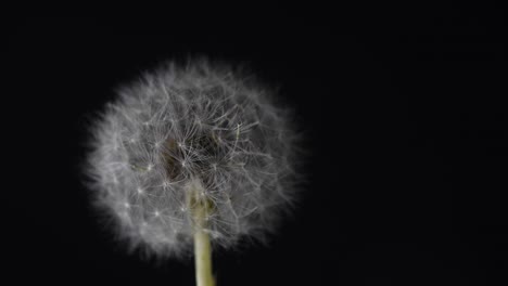 dandelion, turning slow before camera