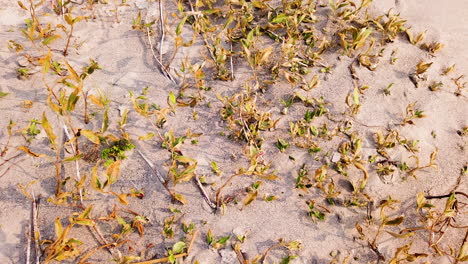 plants growing on semi-arid landscape under the sunlight