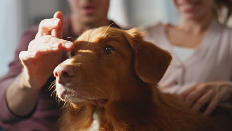 people caressing dog muzzle at morning apartment close up. happy couple talking