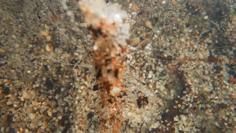 Underwater-landscape-with-grey-pebbles-and-orange-granite