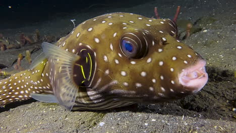 white-spotted pufferfish resting on sandy seabed during night in indo-pacific