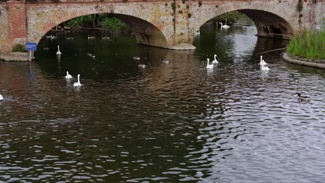 swans, geese and ducks paddle under an old bridge to their nesting area on the river avon