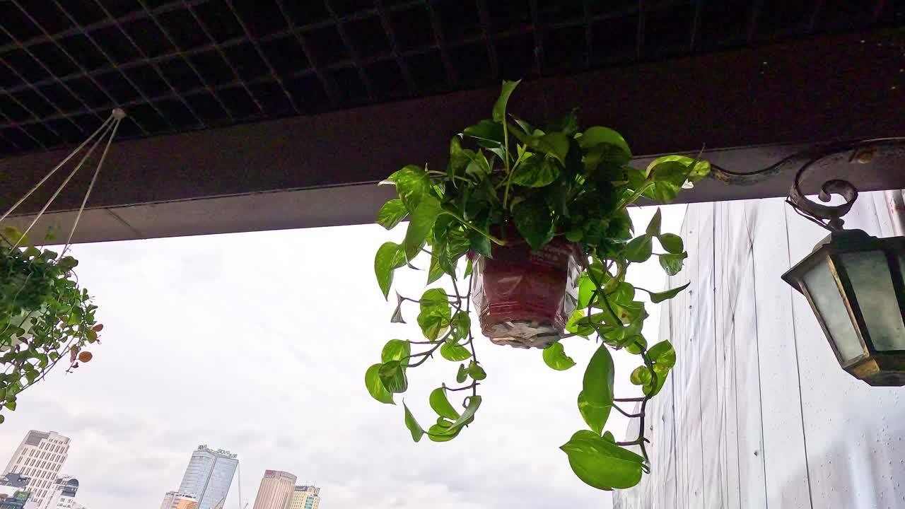 pothos dorados colgando contra un telón de fondo de la ciudad