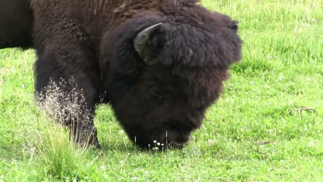 Un-Bisonte-Busca-Alimento-En-Los-Pastizales