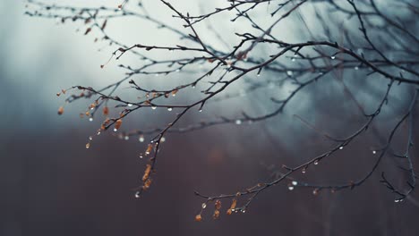 thin black branches of the birch tree are beaded by raindrops on blurry background