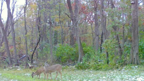 Whitetail-Doe-Y-Sus-Dos-Cervatillos-De-Un-Año-Pastando-En-Un-Claro-De-Un-área-Boscosa-En-Illinois