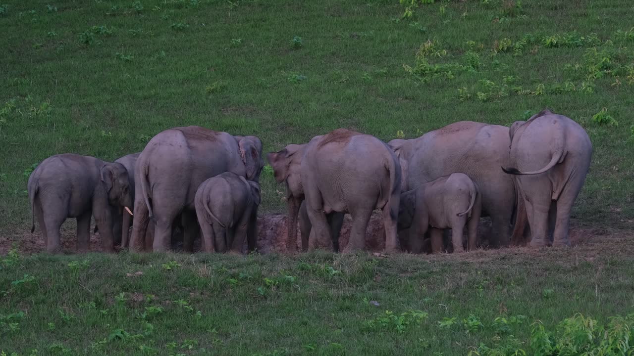 Bumping heads as they take turns licking salt in the salt lick in Khao Yai National Park, Indian Elephant Elephas maximus indicus, Thailand