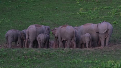 Bumping-heads-as-they-take-turns-licking-salt-in-the-salt-lick-in-Khao-Yai-National-Park,-Indian-Elephant-Elephas-maximus-indicus,-Thailand